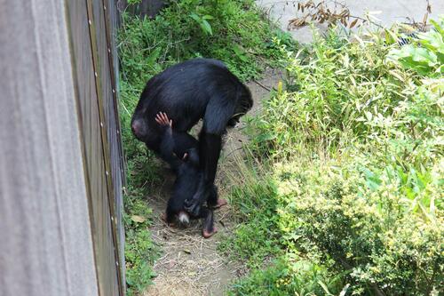 chimp20_05_006.jpg