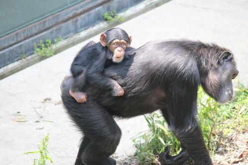 chimp20_05_008.jpg