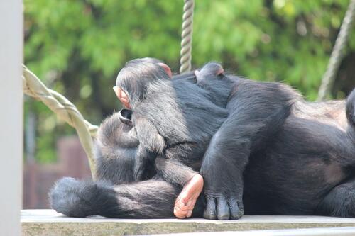 chimp20_05_009.jpg