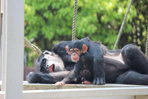 chimp20_05_010.jpg