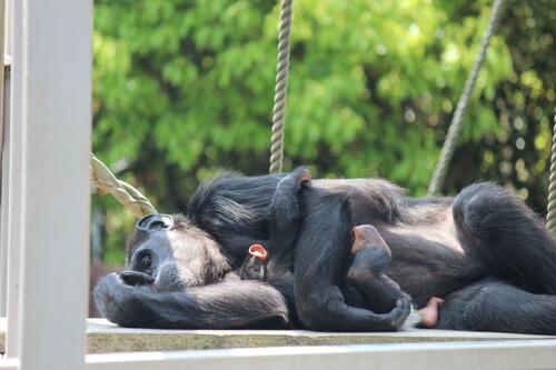 chimp20_05_011.jpg