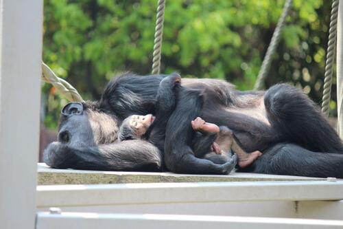 chimp20_05_012.jpg