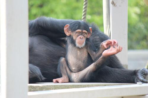 chimp20_05_013.jpg