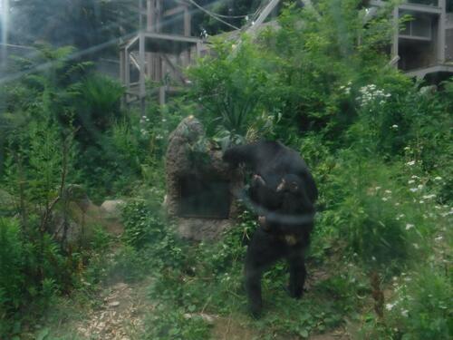 chimp20_0617_004.jpg