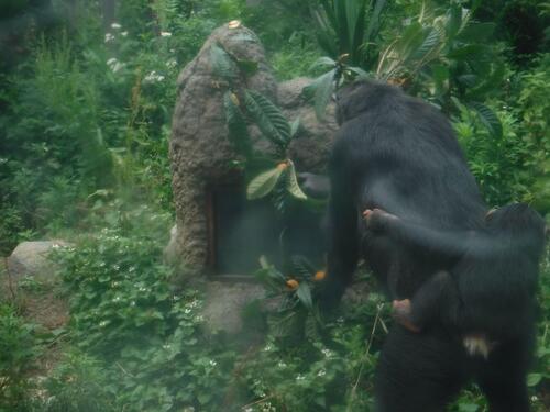 chimp20_0617_005.jpg