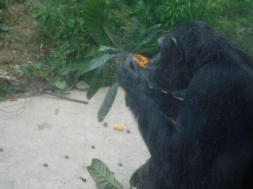 chimp20_0617_007.jpg