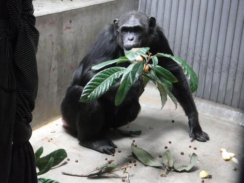 chimp20_0617_011.jpg