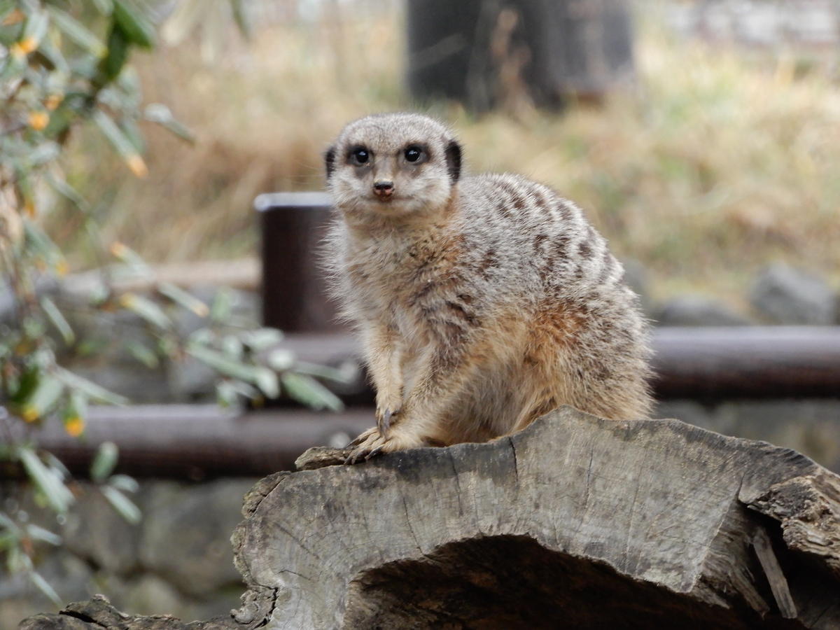 ミーアキャットの子どもの名前が決定しました 動物たちのおはなし 公園だより 到津の森公園