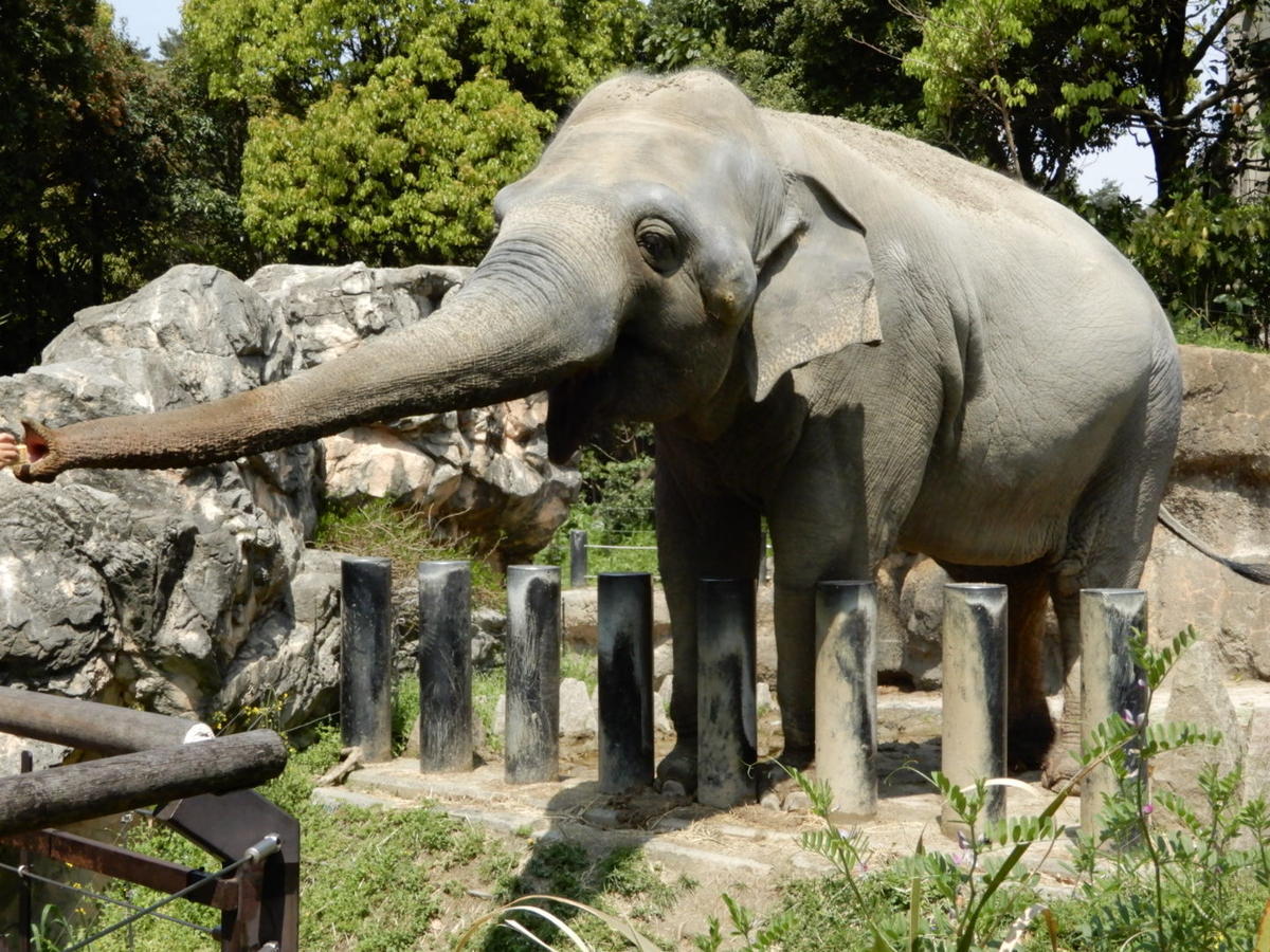 ゾウにとって幸せな暮らしとは 動物たちのおはなし 公園だより 到津の森公園