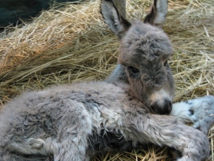 ロバの赤ちゃん誕生 動物たちのおはなし 公園だより 到津の森公園