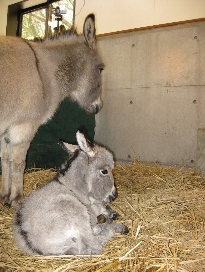 ロバの赤ちゃん誕生 動物たちのおはなし 公園だより 到津の森公園