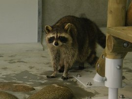 racoon1.0.JPG