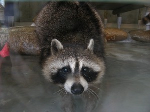 racoon3.0.JPG