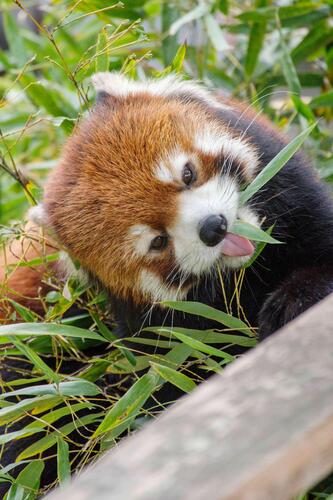 redpanda2606_001_2.jpg