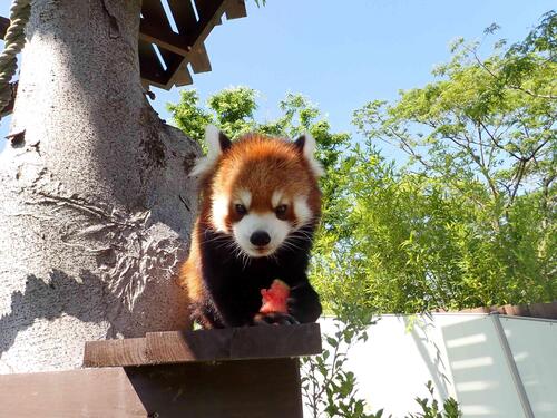 redpanda2606_001.jpg