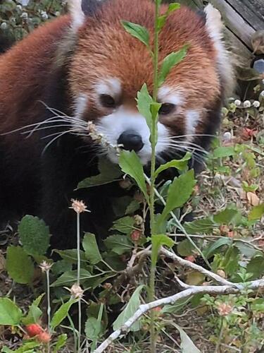 redpanda2606_004.jpg