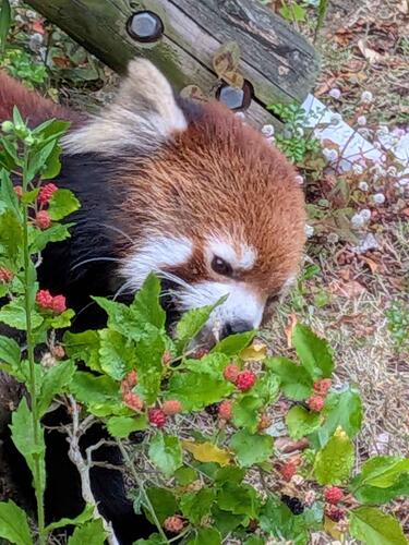 redpanda2606_005.jpg