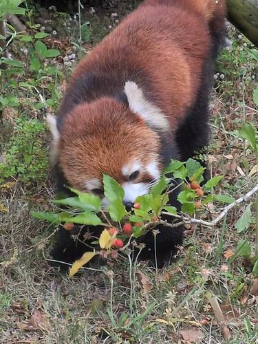 redpanda2606_006.jpg