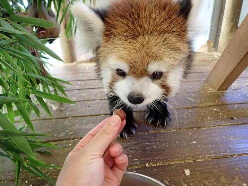 redpanda2606_007_2.jpg