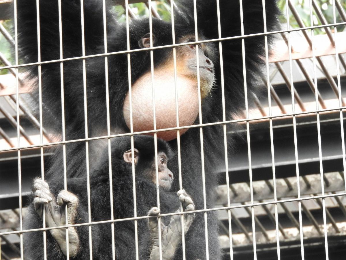 巷でウワサのテナガザル アァ のひみつ 動物たちのおはなし 公園だより 到津の森公園