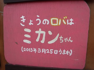 s-20160421-07ミカン.jpg