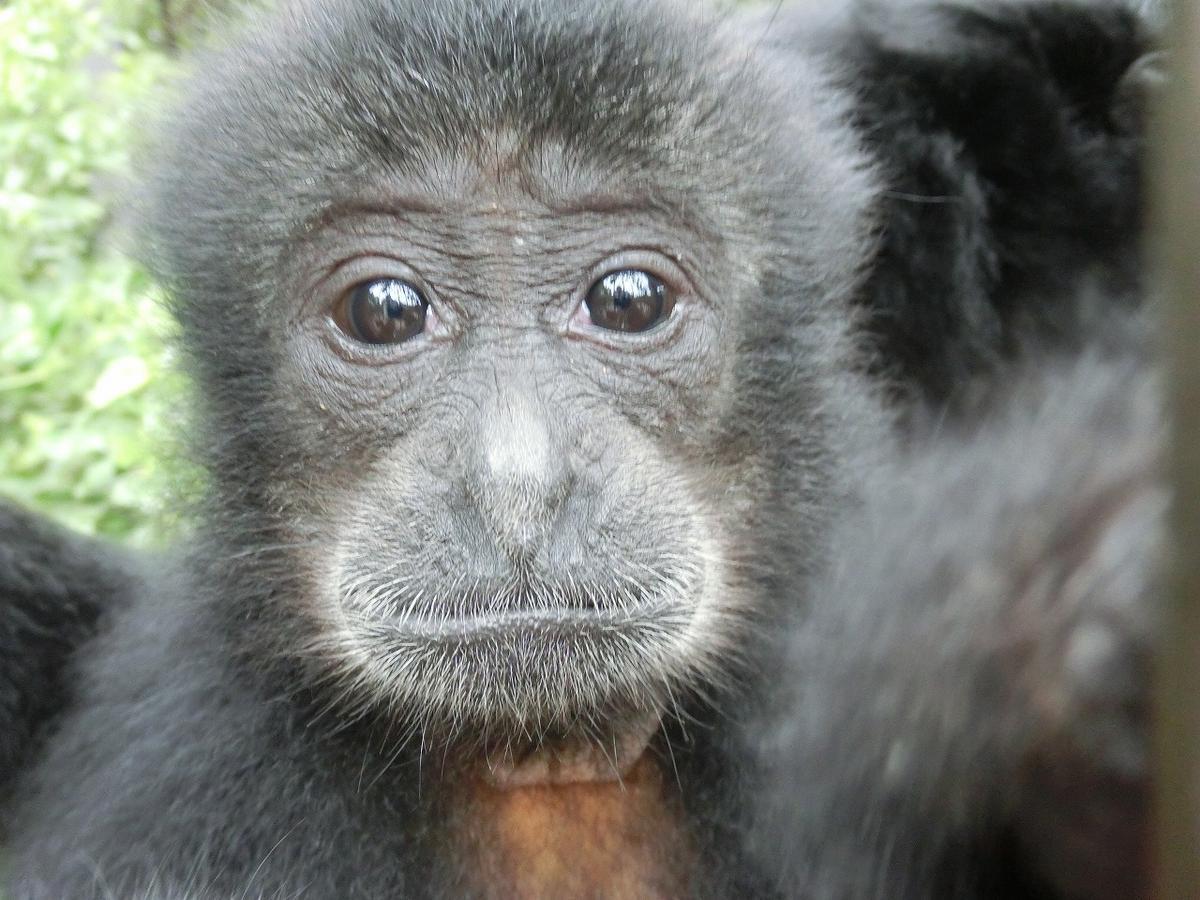 巷でウワサのテナガザル アァ のひみつ 動物たちのおはなし 公園だより 到津の森公園