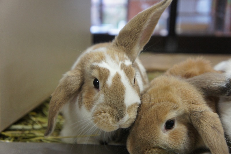 ウサギの耳は？？｜動物たちのおはなし｜公園だより｜到津の森公園