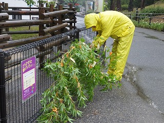 tanabata2014-0708-11.jpg