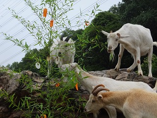 tanabata20140708-10yagi.jpg