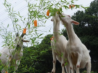 tanabata20140708-9hikoboshi.jpg