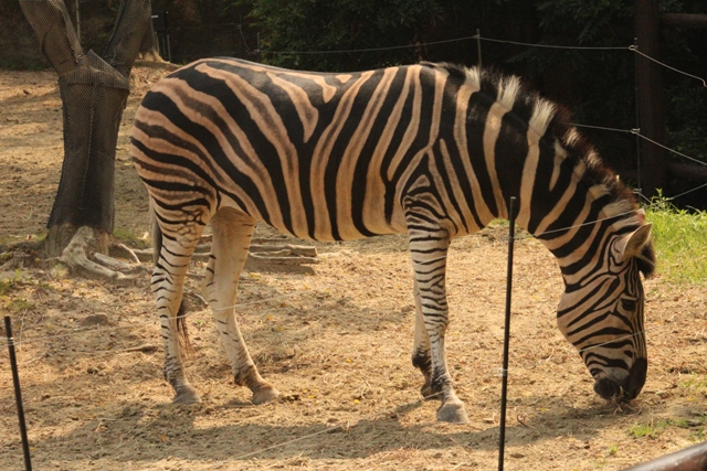 しましまうまうまシマウマ｜動物たちのおはなし｜公園だより｜到津の森公園