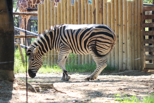 しましまうまうまシマウマ｜動物たちのおはなし｜公園だより｜到津の森公園