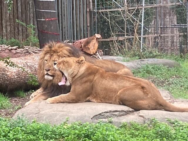 一緒にお外に出られるようになりました｜動物たちのおはなし｜公園だ
