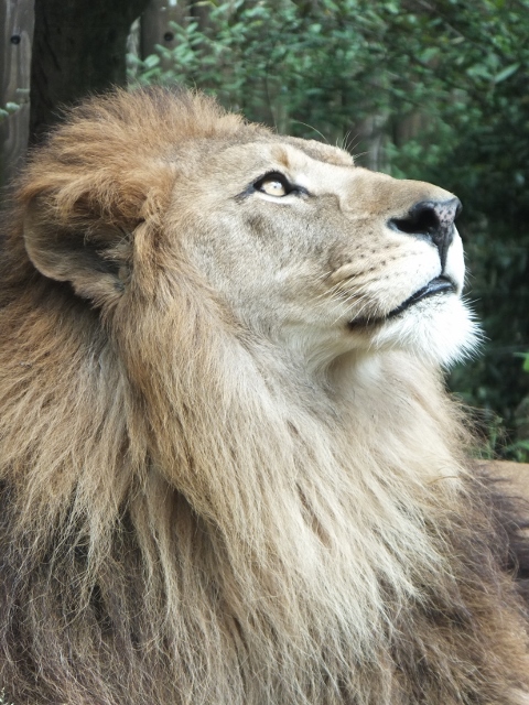 「3月のライオン」特製カバー付【匿名配送】即購入可 3月のライオン」特製カバー付【匿名配送】即購入可 - メルカリ