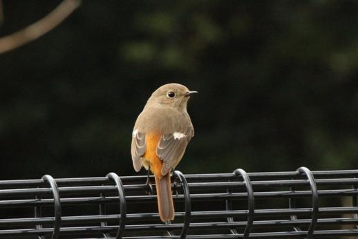 到津の森の野鳥たち^^*｜動物たちのおはなし｜公園だより｜到津の森公園