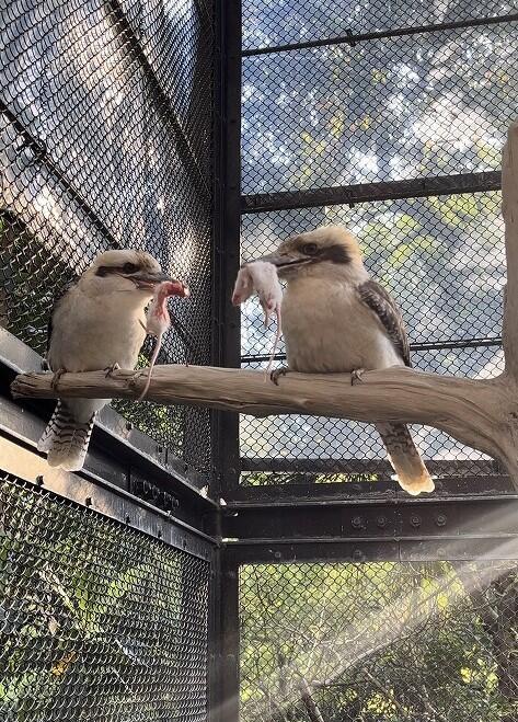 ワライカワセミの姫についてのお話｜動物たちのおはなし｜公園だより