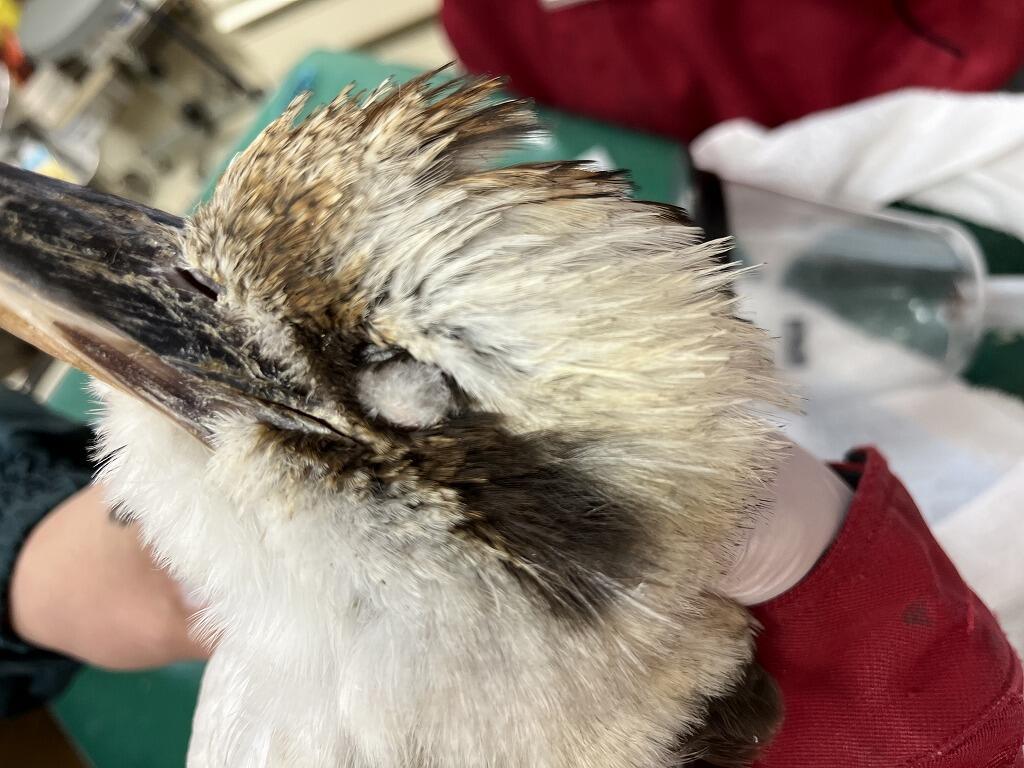 ワライカワセミの姫についてのお話｜動物たちのおはなし｜公園だより