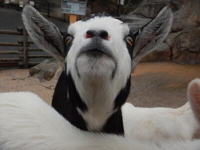 祝！ヤギの三つ子一歳！｜動物たちのおはなし｜公園だより｜到津の森公園