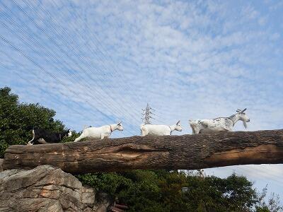 仔ヤギたち、次のステージへ｜動物たちのおはなし｜公園だより｜到津の