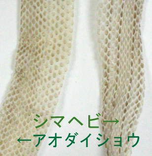 大将と縞.jpg