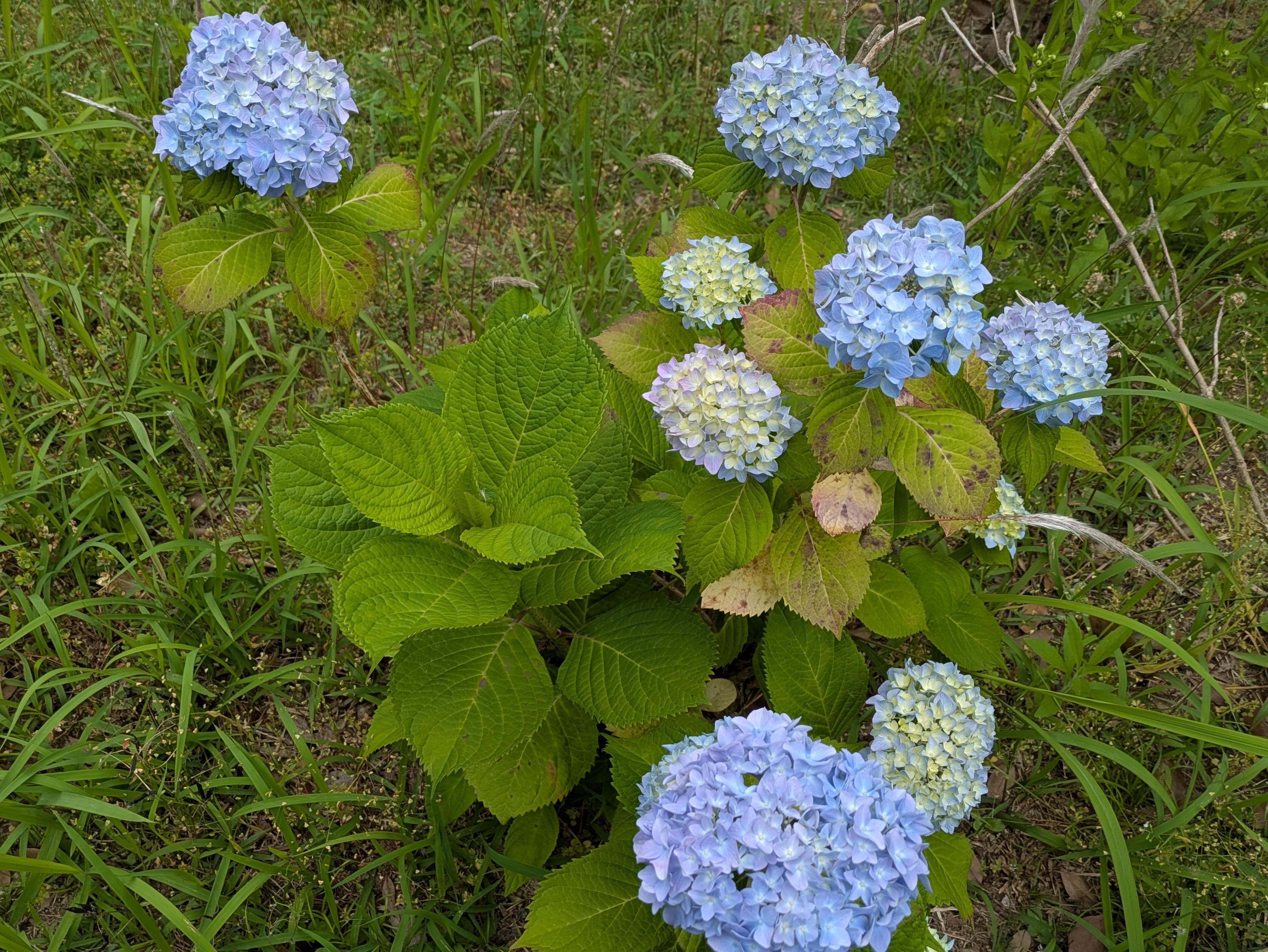 PXL_20250529_061242132.MP.jpg