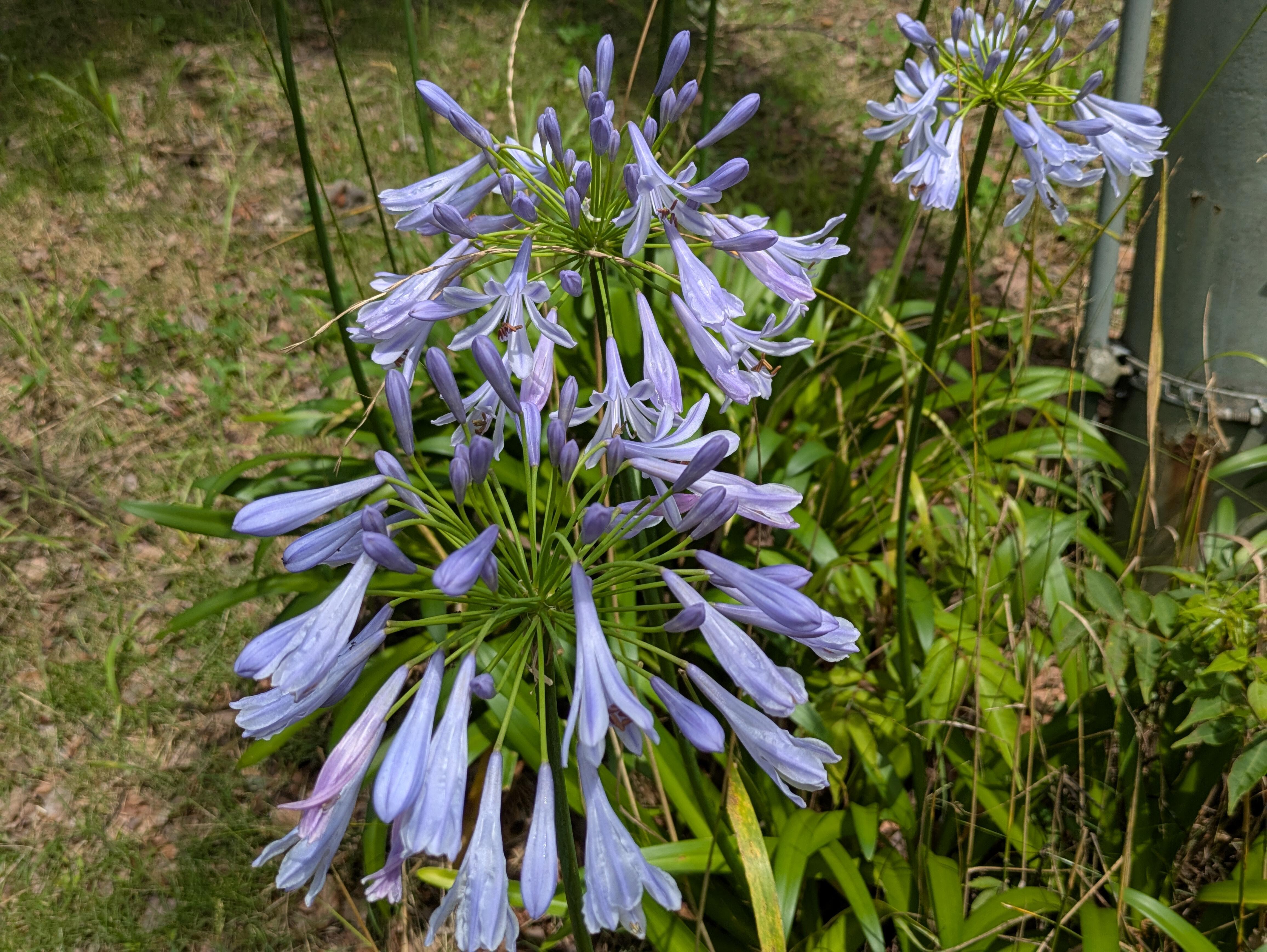 PXL_20250626_013818534.jpg