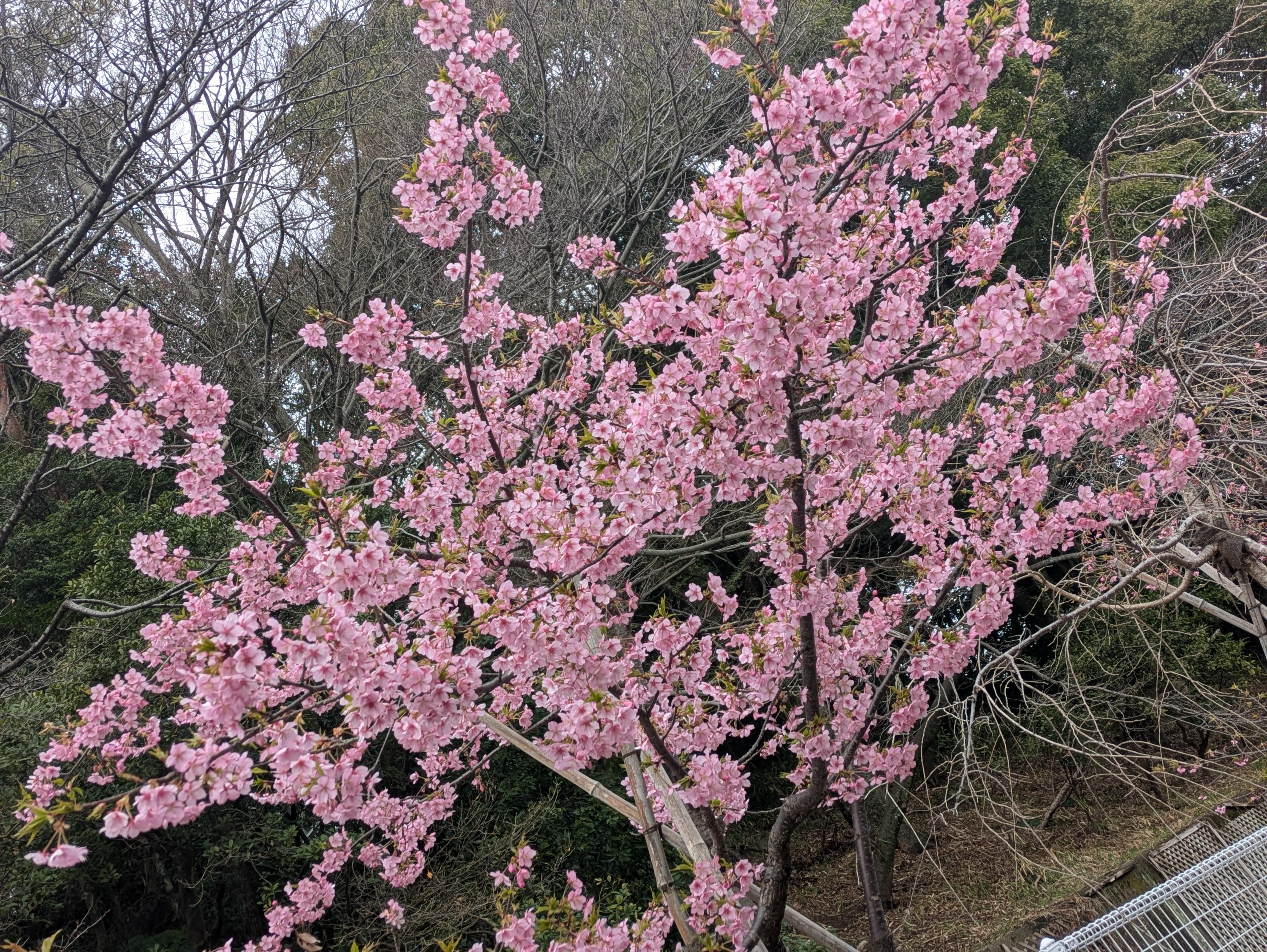 満開｜園長のつぶやき｜公園だより｜到津の森公園