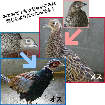 ムササビの森に仲間が増えました キジ 動物たちのおはなし 公園だより 到津の森公園