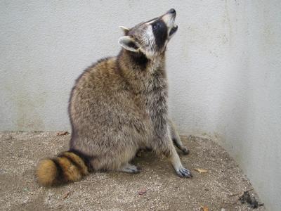 タヌキ アライグマ 動物たちのおはなし 公園だより 到津の森公園