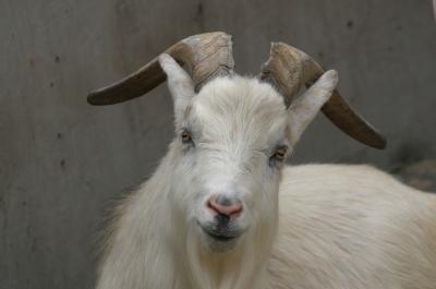 ヤギ 角の利用法 その２ 動物たちのおはなし 公園だより 到津の森公園