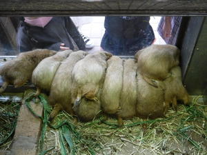 DSCF2993.jpg