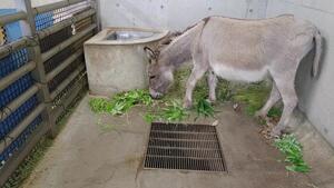 ミミ　食べてる様子.jpg