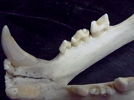 ライオンの臼歯.JPG