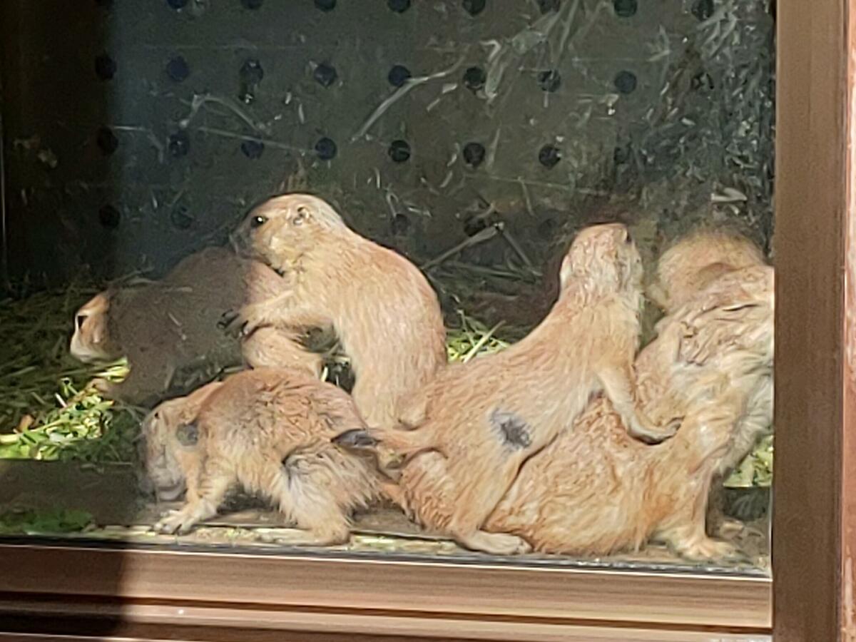 獣医だより-89-赤ちゃん｜獣医さんのお仕事｜公園だより｜到津の森公園
